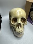 Replica Human Skull Poor Yorick By Accountrements Item 10650 Realistic Life Size