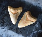 Indonesian Megalodon Teeth Pair 