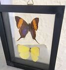 2 Real Butterflies In Black Frame Double Glass