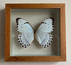 Real White Morpho Butterfly 7x7 Double Glass Floating Frame Morpho Catenaria New