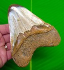 Megalodon Shark Tooth Real Fossil 5 03     Xl Colorful Big   Heavy 12 2 Ounces 