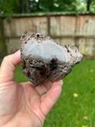 Texas Petrified Wood Detailed Agatized Knotted Tree Branch Brazos County Tx