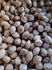 5 Lbs  Pennsylvania Shagbark Hickory Nuts - Float Tested - Organic  Wild Foraged