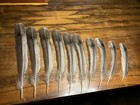Grey Peacock Pheasant  Double  Eye Right Tail Feathers  Lot Of 10