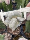 Raresucculent Pelecyphora Aselliformis Criatata Garden D  cor Boutique