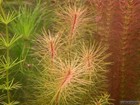 3 Stems Rotala Vietnam   Live Aquarium Plants Beautiful  Free S h