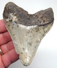 Megalodon Shark Tooth  - 3 88     Real Fossil Sharks Teeth 
