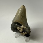 Megalodon Shark Tooth 3 41 Inch - Beautiful - Real Fossil - Natural Teeth 19988
