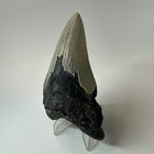Megalodon Shark Tooth 3 95 Inch - Serrated Fossil - Natural - Authentic 19937