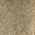 Rice Hulls - Premium 100  All Natural Rice Hulls  1 Gallon  Bulk Husks