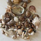 Large Helmet Conch Shell