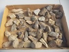 Nice 50 Piece Triceratops Bone Fossil Assorted Lot 5 lb Cretaceous Hell Creek Mt