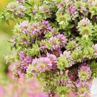3000 Lemon Mint Flower   Herb Seeds   3000 Seeds  bee Balm  Non-gmo  Heirloom Us