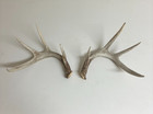 Real Whitetail Deer Rattling Antlers Pair Buck Hunting Rut Rattle Shed cutoffs