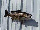 20  Smallmouth Bass Two Sided Fish Mount Replica - Brown - Quick Production