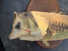 Vtg Taxidermy Large Mouth Bass Fish Fishing Decor Fisherman