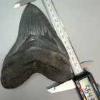 Excellent Large Serrated 5 64  Fossil Megalodon Shark Tooth Serrated - Sc