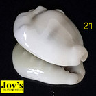 Cypraea Moneta F  Tuberculata Sumbaensis  21  27 4mm Ultra Beauty From Indonesia