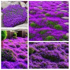 18000  Magic Creeping Thyme Seeds For Planting Ground Cover Plants Heirloom   