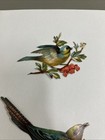Vintage Antique Scraps - Die Cut Embossed Birds Lot Of 6