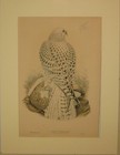 Antique John Gould  falco Candicans Greenland Falcon Dark Race Young  Lithograph