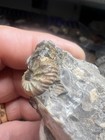 Montana Cretaceous Ammonite In Matrix Fox Hill Formation Wolf Family Collection