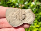 Uk Fossil Horseshoe Crab Euproops Carboniferous Age Rare Arthropod Lancashire