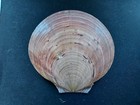  b1 Beautiful Lot Of 3 Ylistrum Japonicum  Japan Scallop Shells  Approx  112mm