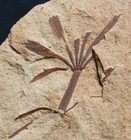 Carboniferous Plant Fossil Flower Shaped Horsetails Sphenophyllum   Annularia  