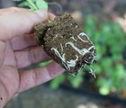  pick Qty  Propagation Seedling Clone  Cubes Root Riot Rapidroot Gh 420 Indoor