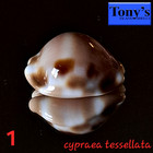 Ultra  Cypraea Tessellata  1 28 0mm Gorgeous Specimen From Hawaii