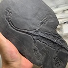 Guizhou Fossil Specimens