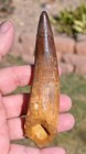 Massive Spinosaurus Tooth  5 33 Inches  From Morocco