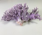Large Rare Beautiful Purple Coral  allopora Californica  - 9    X 5    X 5   