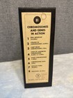 Lot Of 29 Microslides  81 Chromosomes And Genes In Action National Teaching Aids