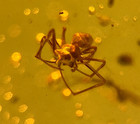 A101 Bu3563 Spider In Nice Authentic Burmese Amber Burmite 99 Mya