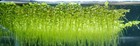 Indoor Duckweed Live Floating Plant Lemna Minor Aquarium Fish Snail Tank Nitrate
