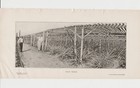 1905 Palm Beach Golf Scene On 6x12 Vintage Printed Photo