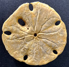 Ancient Fossil Sand Dollar     Mellitid Echinoid  5-keyhole Pores  Pleistocene Era