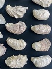75 Pcs Oyster Shells 2   -3    Oyster Shells Bulk For Home Or Crafting