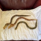 Vintage Wooden Articulated Snake Lot Set Of 3 - 2 Cobras 1 Viper Jointed Toy