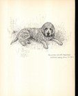 Vintage Otterhound Print Wall Art Decor 1938 K Barker Illustration 6713l