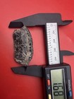 Huge Fish Mouthplate Fossil - Venice Florida 