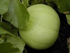 Honeydew Green Flesh Melon Seeds  Non-gmo  Variety Sizes Sold  Free Shipping