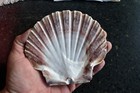 2 Large Irish Flat Scallop Shells Seashell 4   Crafts Beach Cottage Nautical Art
