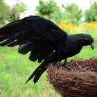 5pack Halloween Crow Decorations Handmade Realistic Black Feathered Lifesize Fly