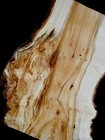 Xxl Mind Blowing  Maple Burl Wood Slab  Epoxy stabilizing Wood  Birdseye Maple 
