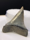 Glossy Nc Great White Shark Tooth Fossil Sharks Teeth Fossils Ocean Gem Ancient