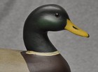 Ill  River Style Mallard Duck Decoy Orig  Paint Glass Eyes  Darkfeather Freedman