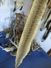 Rattlesnake Skin Prairie Rattle Snake Hide Soft Tanned Wrap Pen Blanks 45 In  L3